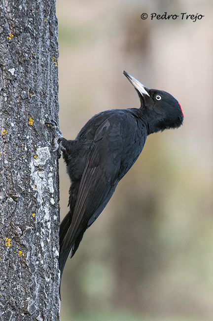 Pito negro (Dendrocopos medius)